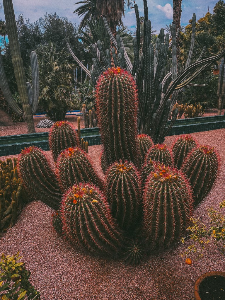 A vibrant cactus garden featuring various types of cacti with colorful flowers surrounded by lush greenery at the Jardin Majorelle.
