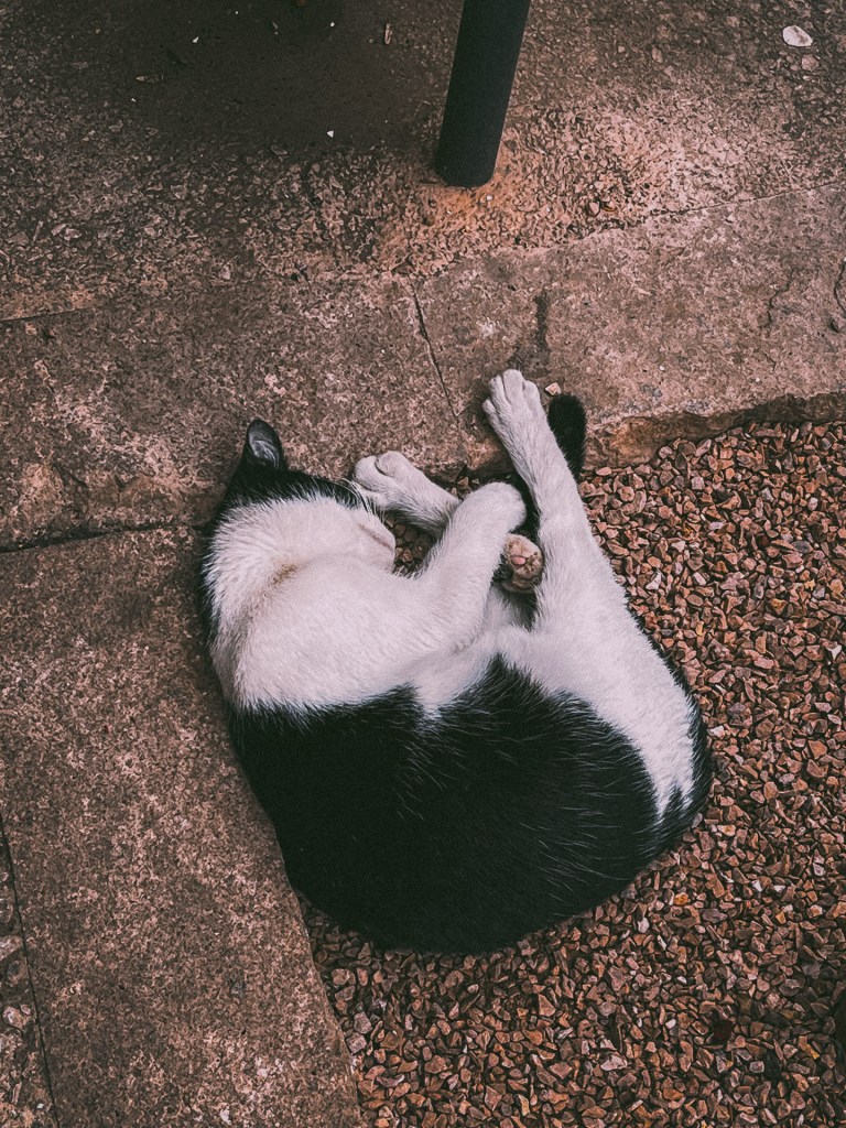 A curled up black and white cat sleeping on a stone and gravel surface.